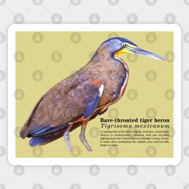 Bare-throated tiger heron tropical bird black text Magnet by Ornamentum